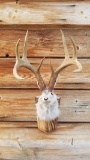 brand new huge 8 point jack a lope. This guy has a huge heavy 8 point rack.