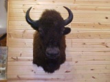 Brand New Huge Shoulder Mount Buffalo !!! huge Montana winter furred Buffalo.