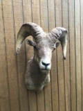 Shoulder Mount Desert Bighorn Sheep 34” tall.