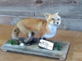 Juvenile Red Fox Full Body Mount 22