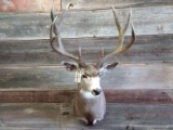 Big Shoulder Mount Mule Deer 4x5 Antlers Have Been Coated