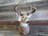 Shoulder Mount Whitetail Main Frame 5x5 With Gnarly Extras Antlers