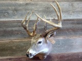 Shoulder Mount Whitetail Main Frame 6x6 With Very Non Typical