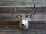 Shoulder Mount Mule Deer 5x5 Vintage Antlers Color Added