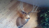 Big 5x5 mule deer 28
