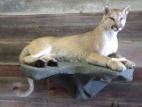 NICE Full Body Mount Mountain Lion On Light Weight Artificial Rock Base