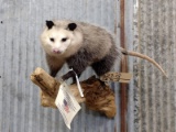 Full Body Mount Opossum On Driftwood New Mount