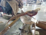 Golden Pheasant Full Body Mount Can Hang Or Be A Table Top Display