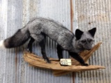 Full Body Mount Silver Ranch Fox On Driftwood Hanging Base