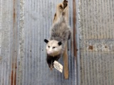 Full Body Mount Opossum Hanging By It's Tail New Mount
