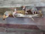 2 Full Body Mount Grey Foxes On Driftwood Hanging Base Nice Clean Mount