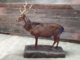 Full Body Mount Rusa Stag Nice Mount