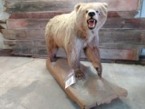 Full Body Mount Kodiak Brown Bear Repro Claws Great Thick Fur