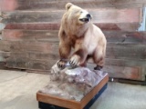 Full Body Mount Grizzly Bear Huge Real Claws On A Roll Around Rock Base