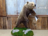 NICE Full Body Mount Interior Grizzly Bear On Roll Around Base Thick Prime Fur