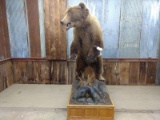 HUGE Full Body Mount Grizzly Bear In Roll Around Habitat Base Thick Prime Fur