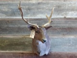 Fallow Deer Shoulder Mount Beautiful Chocolate Color