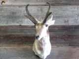 Shoulder Mount Pronghorn Antelope Nice Clean Mount Ivory Tip Horns