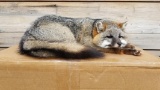 Outstanding Full Body Mount Grey Fox Relaxed Laying Down Pose Taxidermy