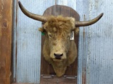 Shoulder Mount Scottish Highlander Bull Thick Shaggy Fur