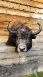 Very nice shoulder mount Yak This is a very large yak
