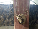 5x5 Elk Shoulder Mount