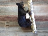 Full Body Mount Black Bear Cub Hanging On A Limb This Cute Little bear