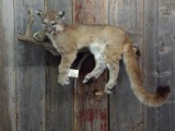 Full Body Mount Juvenile Mountain Lion On Driftwood Hanging Base