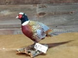 Standing Ringneck Pheasant Mount overall dimensions 17