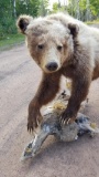 One of a kind truly amazing piece Full Body Mount Alaskan Brown Bear Cub