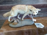 Full Body Mount Coyote Rare 