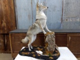 Full Body Mount Coyote On Light Weight Habitat Base Nice Clean Mount