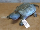Full Body Mount Snapping Turtle 27
