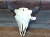 Large Herd Bull Buffalo Skull 24