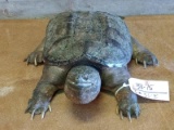 Snapping Turtle Full Body Mount 26