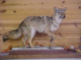 New Full Body Mount Standing table top or shelf coyote