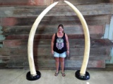 Pair Of Reproduction Elephant Tusks Professionally Mounted On Nice Bases