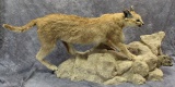 Full Body Mount African Caracal Cat Hunting a Marmot.