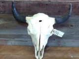 Large Herd Bull Buffalo Skull Professionally Cleaned & Whitened