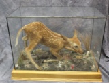 Full Body Mount Still born ranch whitetail fawn, in glass case