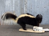 Full Body Mount Skunk New Mount overall dimensions 24