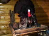 Full Body Mount Tom Turkey Full Strut Pose On Rustic Barnwood Base