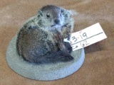 Full Body Mount Baby Groundhog Laying Pose Brand New Mount