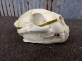 Mountain Lion Skull Professionally Cleaned & Whitened