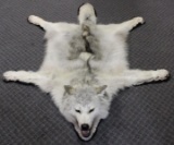 Outstanding Thick furred Canadian Arctic wolf rug.