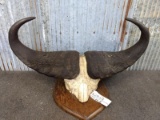 Cape Buffalo Horns On 1/2 Skull Good Heavy Bosses 36
