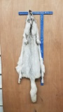 tanned ranch blue fox hide about 62 inches long fully winter prime