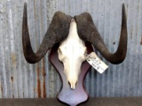 African Wildebeest Skull On Plaque