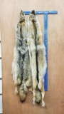 two tanned coyotes Furs They are about 59 and 57 inches