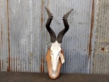 African Hartebeest Skull On Plaque